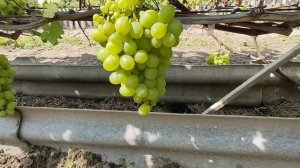 9 августа 2025г. Беларусь. Как созревает виноград.