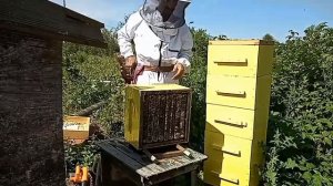 Народный улей Варрэ. Отбор мёда. Аварийное завершение
