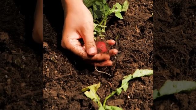 Как сделать теплицу своими руками: невероятные советы смотреть онлайн