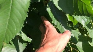 Черешни "привитые на вишню" формирую кустом