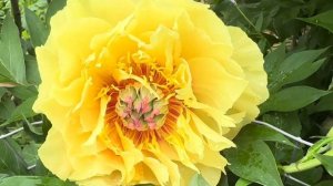 Пионы 2025. Кора Луиза, Барцелла, Гарден Треже, Пери Чарм