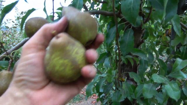 Груша МАДАМ ВЕРТЕ. Древняя классика. Поздне-зимний сор смотреть онлайн