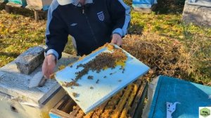 #2  Карніка Зінгер С64/Carnica Singer C64