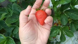 Малина Глен Кэррон и клубника Ания- самые стойкие "сол?