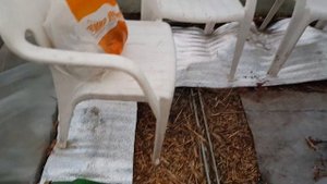 КАК УКРЫТЬ МОЛОДОЙ ВИНОГРАД на ЗИМУ в ТЕПЛИЦЕ? ПРОЩЕ Н?