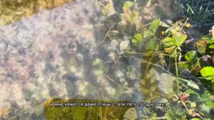 Подготовка земляники к зиме. Осень в деревне.