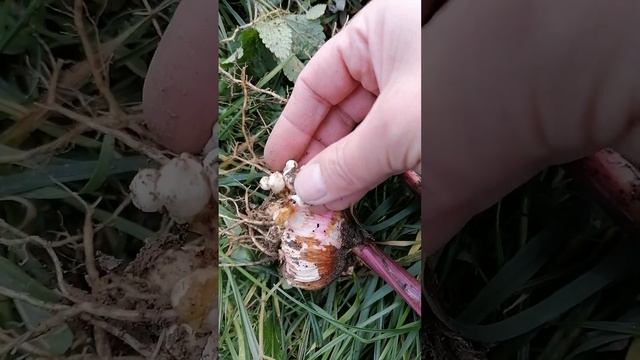 12 октября. Выкапываю гладиолусы! Мелкие детки на луков