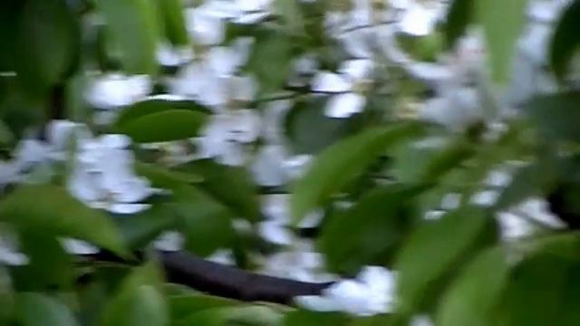 Яблоня, груша, вишня.... смотреть онлайн