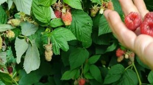 Сорт летней малины СТОЛЕШНИК! Любимец коллекции! Омск,