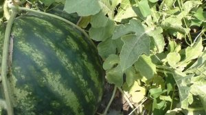 Ранние арбузы с вкусной красной мякотью САРМАТ F1 #ран?