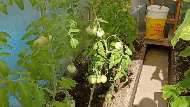 дача в Германии теплица цветы пчёлы 31 градус