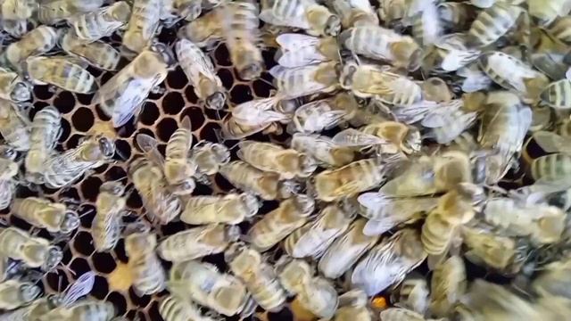 спів матки смотреть онлайн