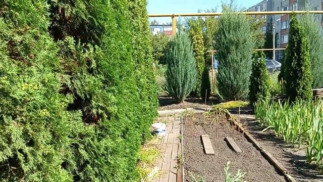 Что влияет на размер, рост и форму хвойных растений смотреть онлайн