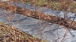 Весенние работы с голубикой. Сезон 2025