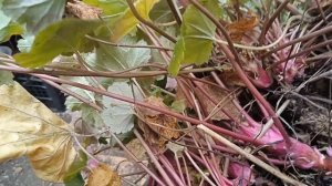 ВЗРОСЛЫЙ  КУСТ ГЕЙХЕРЫ. КАК СПАСТИ  И  ПОДГОТОВИТЬ   ЕГО