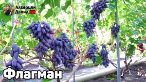 Обзор ультраранних и ранних сортов винограда - 2024 - Час