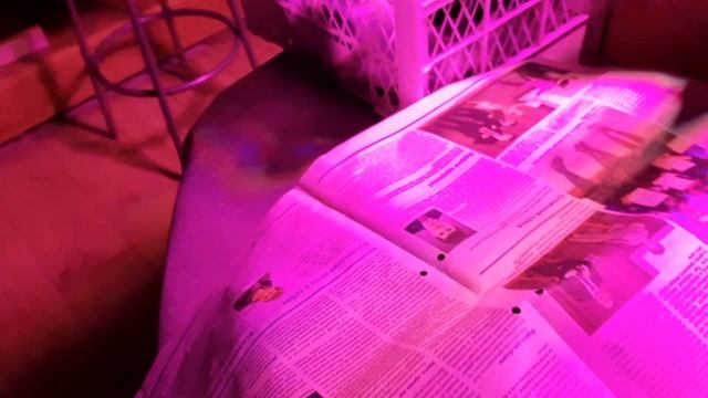 Сегодня сеят перец 🌶🫑(по закону) смотреть онлайн