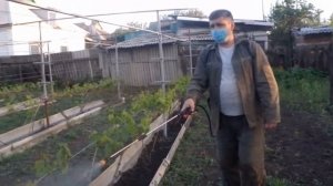 Первая обработка винограда