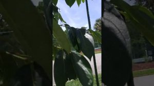 Хурма Хачия, (Persimmon "Hachiya"), опадает завязь. Почему и что ?