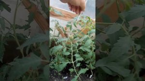 Обзор теплицы номер два, пленка светлица.