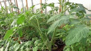 Формировка томата в 2 ствола. Показываю, где расположе?