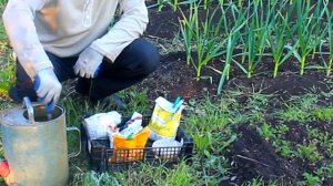 Вторая подкормка лука и чеснока — секрет большого уро