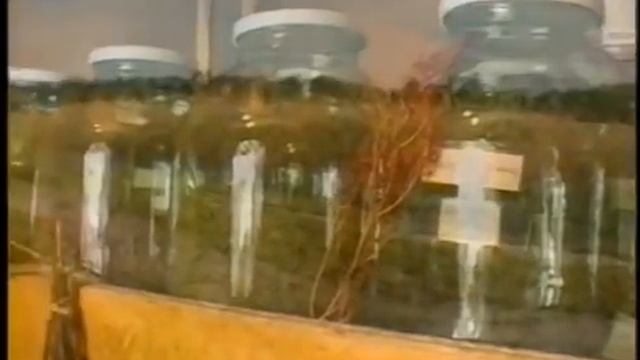 Целебные растения и их применение. Часть 1. Травник Вал смотреть онлайн