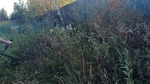 CG520 Большой Иван "Красная Звезда" режем камыш циркулярным диском.