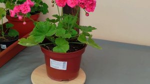 v5* СИМ Пурпурный бархат, пеларгония