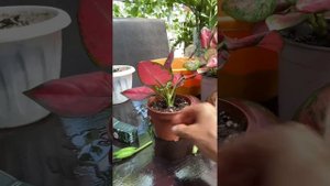 Черенкование и укоренение аглаонемы Ред циркон