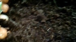 Что делать если лук пророс