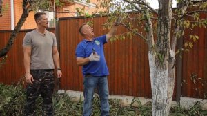 Детальная обрезка груши осенью для начинающих | Прави?