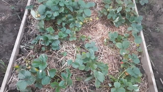 Подготовка к зиме ремонтантной крупноплодной земляни смотреть онлайн