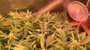 Выращивание конопли. бошки уже набухают, Апрель 2022