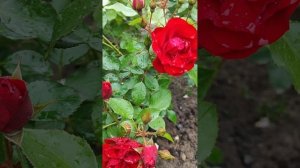 Роза Блэк Форэст      #blackforestrose#блэкфорест     #сад #садово