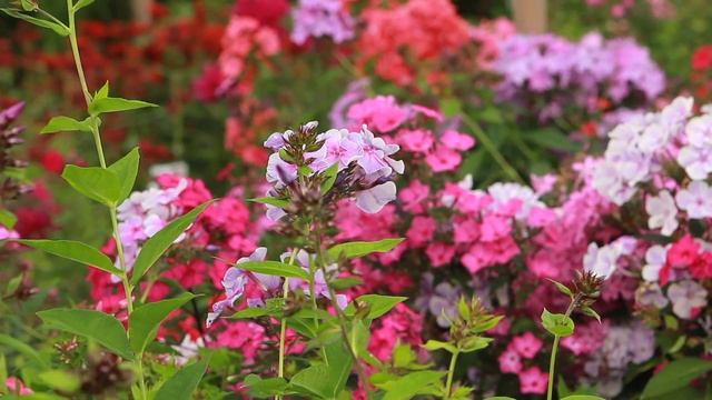 Мир флоксов 2021: выставка и продажа растений смотреть онлайн