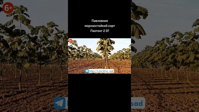 Павловния морозостойкий сорт