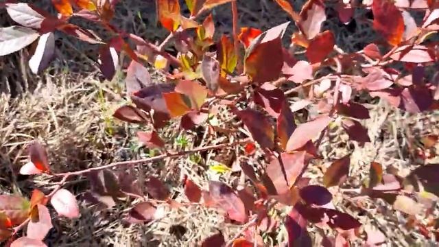 #голубика #готовимкзиме / Голубика Патриот(Patriot) и Блюк смотреть онлайн