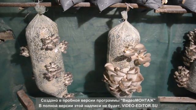 Выращивание вешенки в домашних условиях. Сбор урожая ? смотреть онлайн