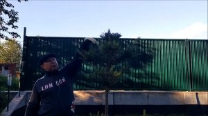 Стрижка топиарной сосны ниваки своими руками в третий