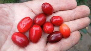 Кизил Подмосковный (купить саженцы) - Питомник Садогра