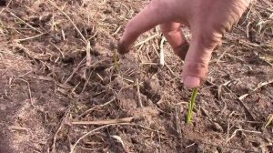 Равномерные всходы чеснока 2021. Первый выезд на участок