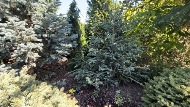 Прогулка по уникальному коллекционному саду Руслана ?