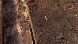 Сеем сидераты в теплицах (белая горчица).