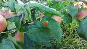 Яблоня колоннавидная сорт Есения.