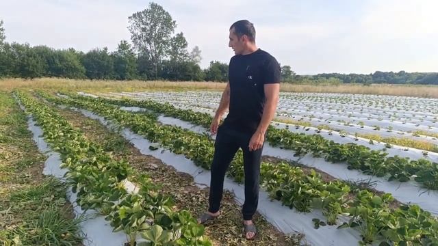 Схемы высадки растений клубники смотреть онлайн