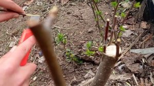 Как прививать дерево. Прививаем яблоки и груши.