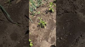 ЛУЧШАЯ ПОДКОРМКА ДЛЯ СЛАДКОГО ПЕРЦА.🫑🫑🫑