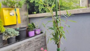 КАК,Я ДЕЛАЮ ШТАМБОВЫЕ РАСТЕНИЯ!