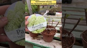 Гортензии из серии Пан-Pan Seria патио